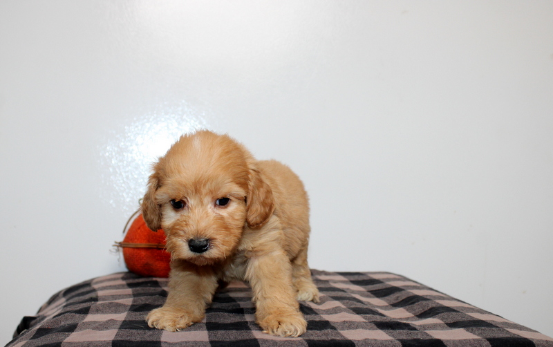 puppy, for, sale, Mini Golden Doodle F2B, Matthew B. Stoltzfus, dog, breeder, Gap, PA, dog-breeder, puppy-for-sale, forsale, nearby, find, puppyfind, locator, puppylocator, aca